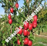 نهال سیب مربایی مشهد پایه رویشی | سیب مربایی مشهد پایه رویشی | نهالستان نمونه کرج ۶۶۴۶۲۴۰۸-۰۲۱