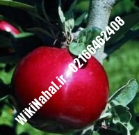 نهال سیب رم بیوتی پایه رویشی | سیب رم بیوتی پایه رویشی | نهالستان نمونه کرج ۶۶۴۶۲۴۰۸-۰۲۱