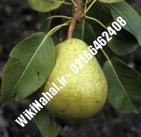 نهال گلابی دوشس | گلابی دوشس | نهالستان نمونه کرج ۶۶۴۶۲۴۰۸-۰۲۱