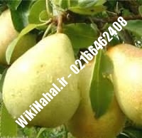 نهال گلابی شاه میوه پایه رویشی | گلابی شاه میوه پایه رویشی | نهالستان نمونه کرج ۶۶۴۶۲۴۰۸-۰۲۱