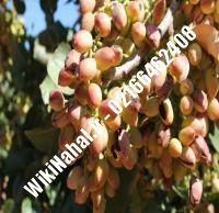 نهال پسته عباسعلی پیوندی | پسته عباسعلی پیوندی | نهالستان نمونه کرج ۶۶۴۶۲۴۰۸-۰۲۱