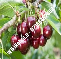نهال گیلاس زودبازده | گیلاس زودبازده | نهالستان نمونه کرج ۶۶۴۶۲۴۰۸-۰۲۱