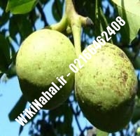 قیمت نهال گردو کانادایی |قیمت گردو کانادایی |قیمت گردوی کانادایی | نهالستان نمونه کرج ۰۹۱۲۰۳۹۸۴۱۶