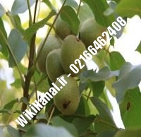 قیمت نهال گردو سیزر ترکیه | قیمت گردو سیزر ترکیه |قیمت گردوی سیزر ترکیه | نهالستان نمونه کرج ۰۹۱۲۰۳۹۸۴۱۶