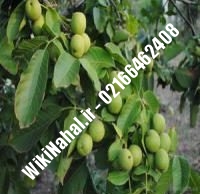 خرید نهال گردو ضیاآبادی | خرید گردو ضیاآبادی | خرید گردوی ضیاآبادی | نهالستان نمونه کرج ۰۹۱۲۰۳۹۸۴۱۶