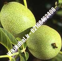 قیمت نهال گردو کشت بافتی | قیمت گردو کشت بافتی | قیمت گردوی کشت بافتی | نهالستان نمونه کرج ۰۹۱۲۰۳۹۸۴۱۶