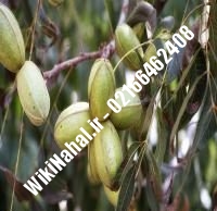 فروش نهال گردو ارکا | فروش گردو ارکا | فروش گردوی ارکا | نهالستان نمونه کرج ۰۹۱۲۰۳۹۸۴۱۶