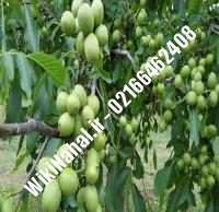 خرید نهال گردو فرانسوی خوشه ای | خرید گردو فرانسوی خوشه ای | خرید گردوی فرانسوی خوشه ای | نهالستان نمونه کرج ۰۹۱۲۰۳۹۸۴۱۶