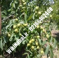 فروش نهال گردو آیوانهو | فروش گردو آیوانهو | فروش گردوی آیوانهو | نهالستان نمونه کرج ۰۹۱۲۰۳۹۸۴۱۶