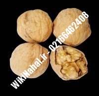 خرید نهال گردو یالووا |خرید گردو یالووا |خرید گردوی یالووا | نهالستان نمونه کرج ۰۹۱۲۰۳۹۸۴۱۶