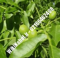 قیمت نهال گردو فرانسوی خوشه ای | قیمت گردو فرانسوی خوشه ای | قیمت گردوی فرانسوی خوشه ای | نهالستان نمونه کرج ۰۹۱۲۰۳۹۸۴۱۶