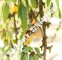 نهال بادام یلدا | بادام یلدا | نهالستان نمونه کرج ۶۶۴۶۲۴۰۸-۰۲۱