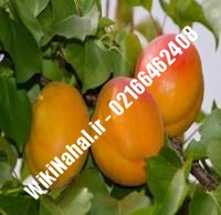 نهال زردآلو قیسی | زردالو قیسی | نهالستان نمونه کرج ۶۶۴۶۲۴۰۸-۰۲۱