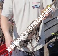 خرید نهال گردو سیزر ترکیه | خرید گردو سیزر ترکیه |خرید گردوی سیزر ترکیه | نهالستان نمونه کرج ۰۹۱۲۰۳۹۸۴۱۶