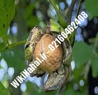 نهال گردو هوارد | گردو هوارد | گردوی هوارد | نهالستان نمونه کرج ۰۹۱۲۰۳۹۸۴۱۶