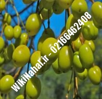 نهال زیتون ژنوتیپ | زیتون ژنوتیپ | نهالستان نمونه کرج ۶۶۴۶۲۴۰۸-۰۲۱