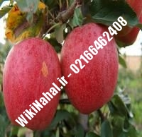 نهال سیب گالا پایه رویشی | سیب گالا پایه رویشی | نهالستان نمونه کرج ۶۶۴۶۲۴۰۸-۰۲۱