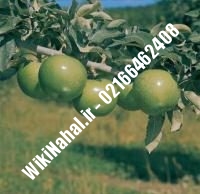 نهال سیب گرانی اسمیت پایه رویشی | سیب گرانی اسمیت پایه رویشی | نهالستان نمونه کرج ۶۶۴۶۲۴۰۸-۰۲۱