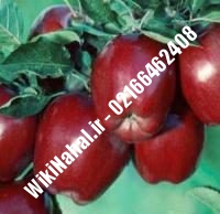 نهال سیب شمیرانی پایه رویشی | سیب شمیرانی پایه رویشی | نهالستان نمونه کرج ۶۶۴۶۲۴۰۸-۰۲۱