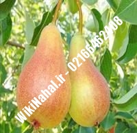 نهال گلابی دیرگل | گلابی دیرگل | نهالستان نمونه کرج ۶۶۴۶۲۴۰۸-۰۲۱