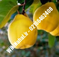 نهال گلابی سردرودی پایه رویشی | گلابی سردرودی پایه رویشی | نهالستان نمونه کرج ۶۶۴۶۲۴۰۸-۰۲۱