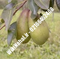 نهال گلابی ویلیامز پایه رویشی | گلابی ویلیامز پایه رویشی | نهالستان نمونه کرج ۶۶۴۶۲۴۰۸-۰۲۱