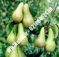 نهال گلابی مشو پایه رویشی | گلابی مشو پایه رویشی | نهالستان نمونه کرج ۶۶۴۶۲۴۰۸-۰۲۱