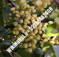 نهال پسته قرمز پیوندی | پسته قرمز پیوندی | نهالستان نمونه کرج ۶۶۴۶۲۴۰۸-۰۲۱