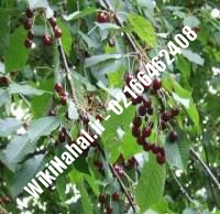 نهال گیلاس نوبل | گیلاس نوبل | نهالستان نمونه کرج ۶۶۴۶۲۴۰۸-۰۲۱