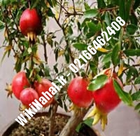 نهال انار کراپ | انار کراپ | نهالستان نمونه کرج ۶۶۴۶۲۴۰۸-۰۲۱