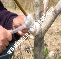 خرید نهال گردو فرانکت |خرید گردو فرانکت | خرید گردوی فرانکت| نهالستان نمونه کرج ۰۹۱۲۰۳۹۸۴۱۶