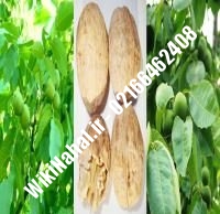 فروش نهال گردو پاکوتاه | فروش گردو پاکوتاه |فروش گردوی پاکوتاه | نهالستان نمونه کرج ۰۹۱۲۰۳۹۸۴۱۶