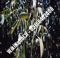 نهال گردو زودبازده | گردو زودبازده | گردوی زودبازده | نهالستان نمونه کرج ۰۹۱۲۰۳۹۸۴۱۶