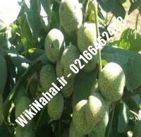 قیمت نهال گردو شناسنامه دار |قیمت گردو شناسنامه دار |قیمت گردوی شناسنامه دار | نهالستان نمونه کرج ۰۹۱۲۰۳۹۸۴۱