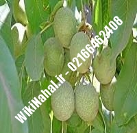 نهال گردو روند | گردو روند | گردوی روند | نهالستان نمونه کرج ۰۹۱۲۰۳۹۸۴۱۶