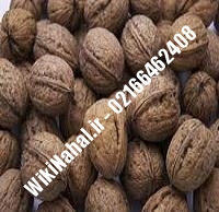 نهال گردو دیرگل | گردو دیرگل | گردوی دیرگل | نهالستان نمونه کرج ۰۹۱۲۰۳۹۸۴۱۶