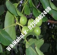 قیمت نهال گردو فرانکت |قیمت گردو فرانکت | قیمت گردوی فرانکت| نهالستان نمونه کرج ۰۹۱۲۰۳۹۸۴۱۶