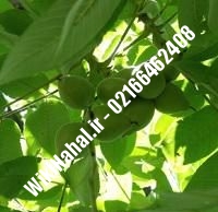 نهال گردو دماوند | گردو دماوند | گردوی دماوند | نهالستان نمونه کرج ۰۹۱۲۰۳۹۸۴۱۶