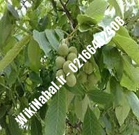 نهال گردو چیکو | گردو چیکو | گردوی چیکو | نهالستان نمونه کرج ۰۹۱۲۰۳۹۸۴۱۶