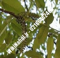 نهال گردو جیلت | گردو جیلت | گردوی جیلت | نهالستان نمونه کرج ۰۹۱۲۰۳۹۸۴۱۶