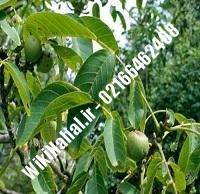 نهال گردو جمال | گردو جمال | گردوی جمال | نهالستان نمونه کرج ۰۹۱۲۰۳۹۸۴۱۶