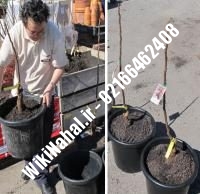 خرید نهال گردو سوهانکی | خرید گردو سوهانکی |خرید گردوی سوهانکی | نهالستان نمونه کرج ۰۹۱۲۰۳۹۸۴۱۶