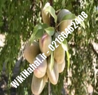 نهال بادام کاغذی | بادام کاغذی | نهالستان نمونه کرج ۶۶۴۶۲۴۰۸-۰۲۱
