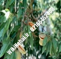 نهال بادام شناسنامه دار | بادام شناسنامه دار | نهالستان نمونه کرج ۶۶۴۶۲۴۰۸-۰۲۱