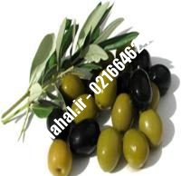 نهال زیتون سیاه | زیتون سیاه | نهالستان نمونه کرج ۶۶۴۶۲۴۰۸-۰۲۱
