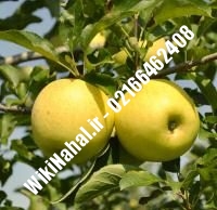 نهال سیب لبنان زرد پایه رویشی | سیب لبنان زرد پایه رویشی | نهالستان نمونه کرج ۶۶۴۶۲۴۰۸-۰۲۱