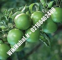 نهال سیب سبز پایه رویشی | سیب سبز پایه رویشی | نهالستان نمونه کرج ۶۶۴۶۲۴۰۸-۰۲۱