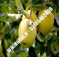 نهال سیب گلدن دلشیز پایه رویشی | سیب گلدن دلشیز پایه رویشی | نهالستان نمونه کرج ۶۶۴۶۲۴۰۸-۰۲۱