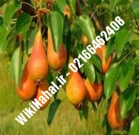 نهال گلابی شناسنامه دار پایه رویشی | گلابی شناسنامه دار پایه رویشی | نهالستان نمونه کرج ۶۶۴۶۲۴۰۸-۰۲۱