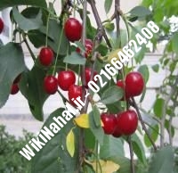 نهال آلبالو مورلو پایه رویشی | آلبالو مورلو پایه رویشی | نهالستان نمونه کرج ۶۶۴۶۲۴۰۸-۰۲۱